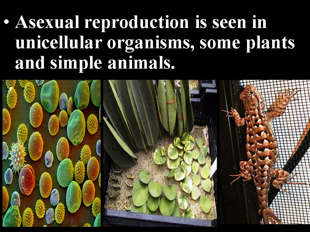 Asexual reproduction is seen in unicellular organisms, some plants and simple animals.